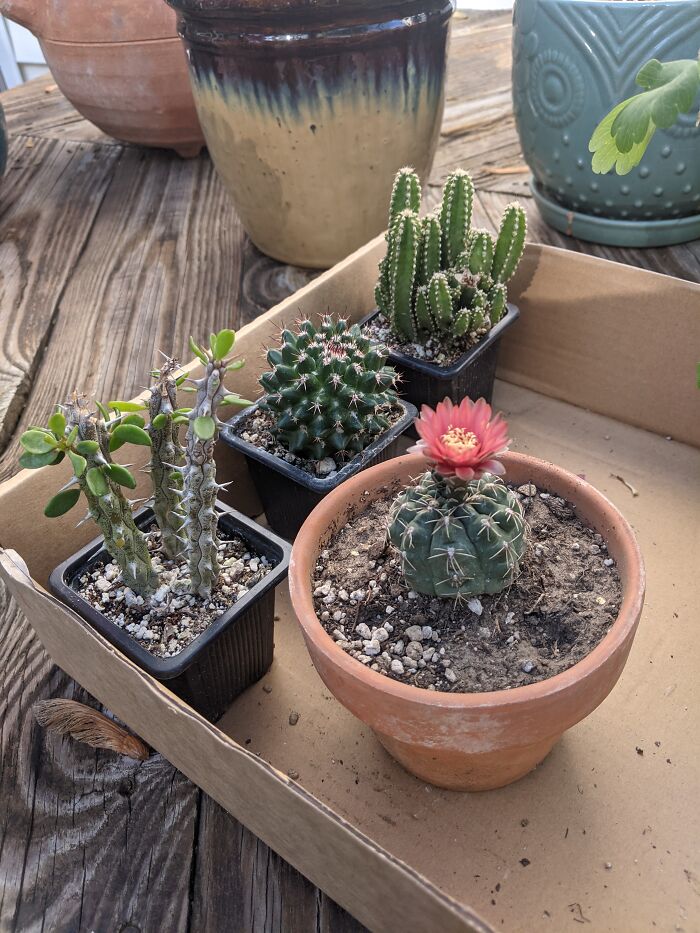 New Cacti