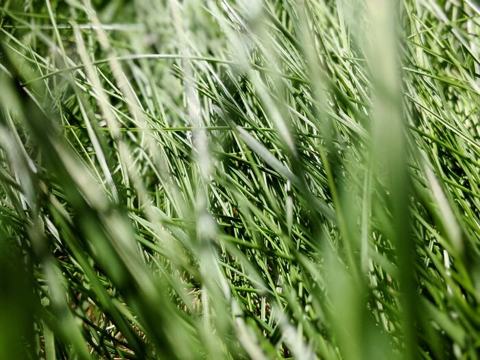 Grass, A Plant So Common That Many Times, We Take It For Granted.