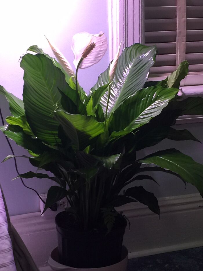 I Love My Peace Lily - It's About 3 Feet High...