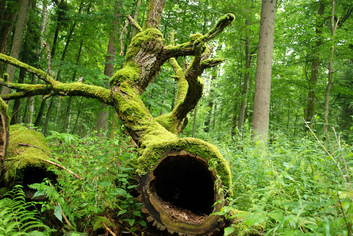 Białowieża Forest In Eastern Poland, One Of The Last And Largest Remaining Parts Of The Huge Forest That Stretched Across Europe