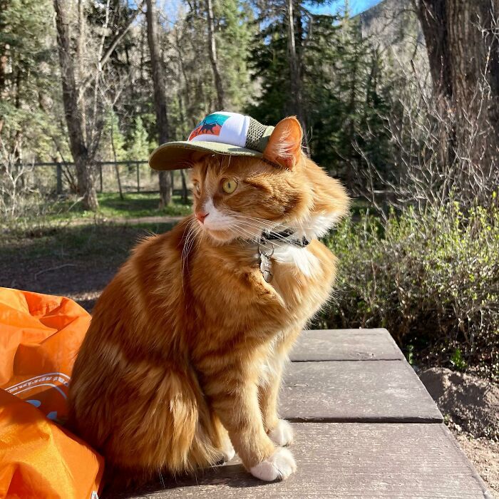 A este gato naranja le encanta vivir todo tipo de aventuras y hacer sonreír a todos los que conoce