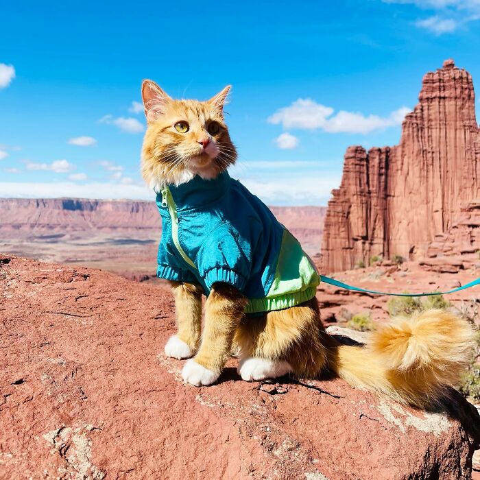 This Orange Cat Loves To Go On All Kinds Of Adventures And Brings A Smile To Everyone He Meets