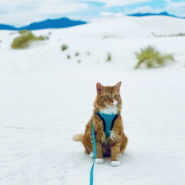 A este gato naranja le encanta vivir todo tipo de aventuras y hacer sonreír a todos los que conoce