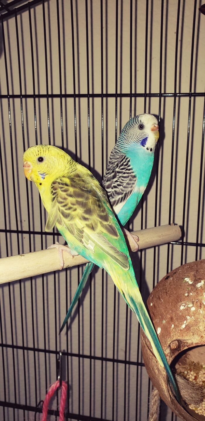 My Last Picture Of These Two Together. I Still The Blue Parakeet.
