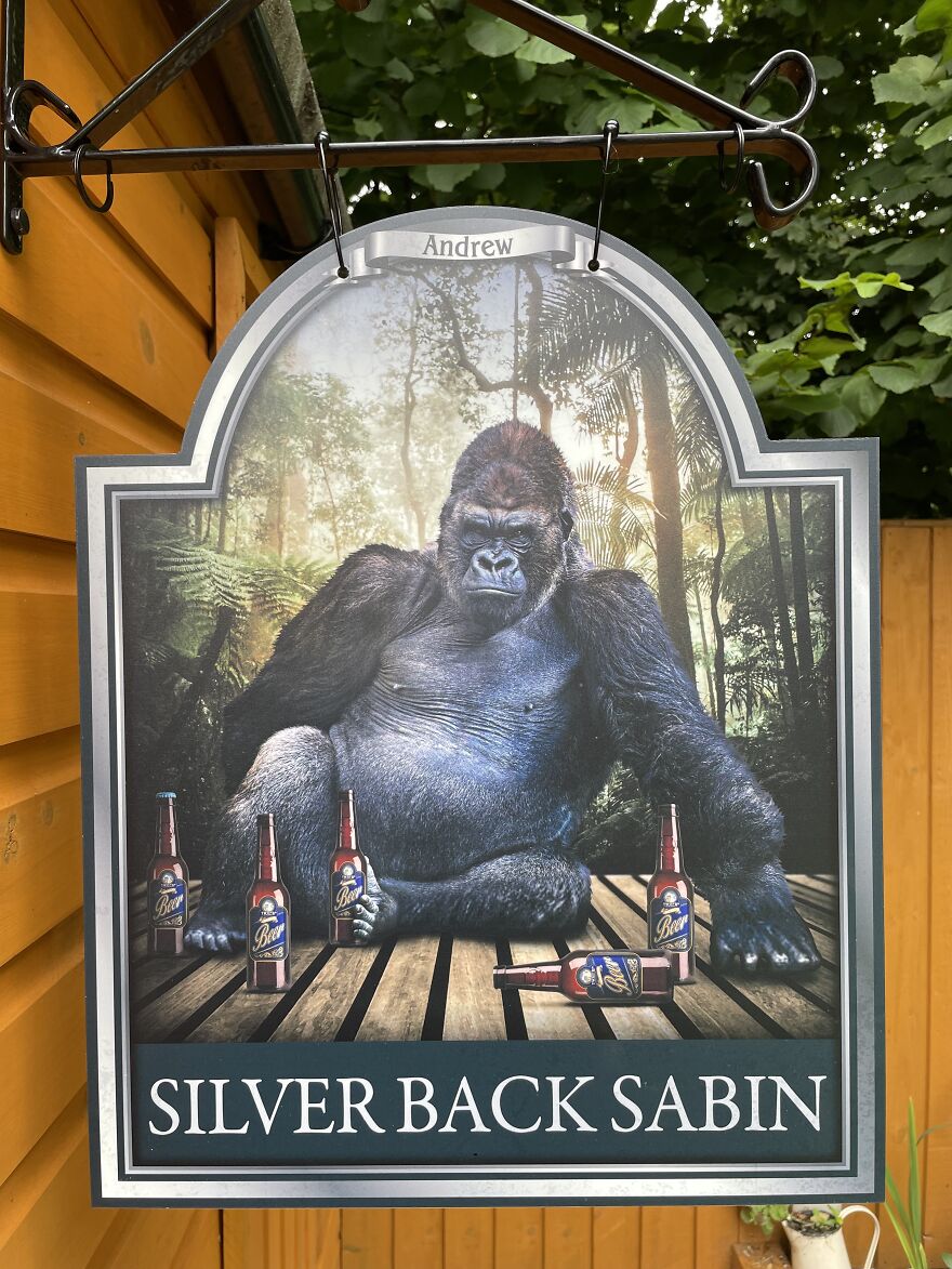 Do Silverbacks Drink In The Woods?