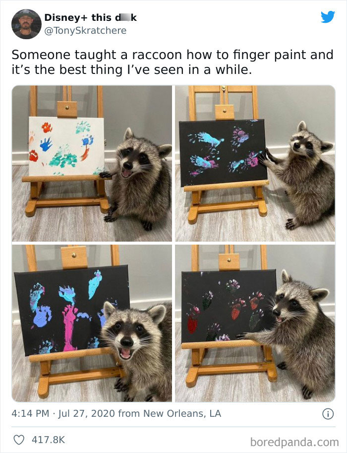How Proud This Racoon Is Of Their Art