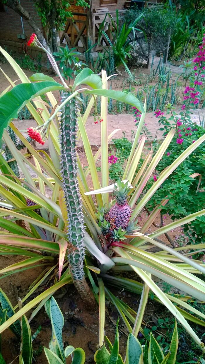 This Purple Pineapple Plant With Babies And Whatnot