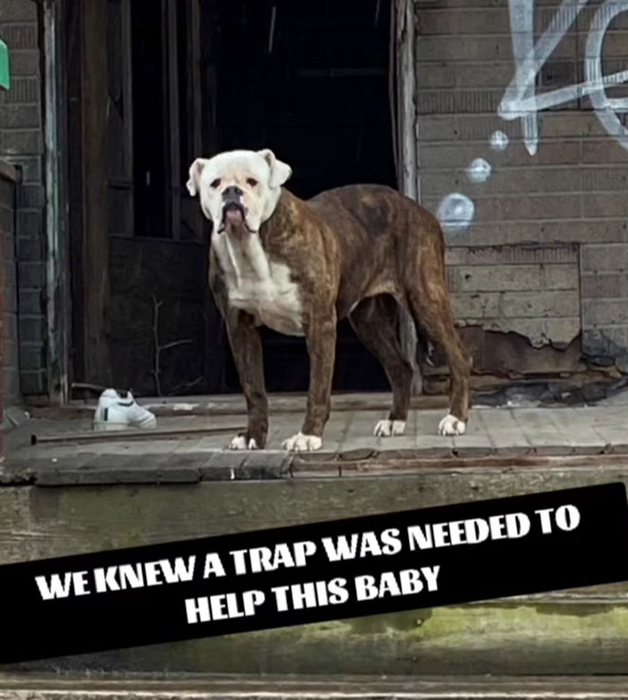 We Kept Finding Dogs On The Brink Of Death In Detroit - So We Started A Dog Rescue (13 Pics)