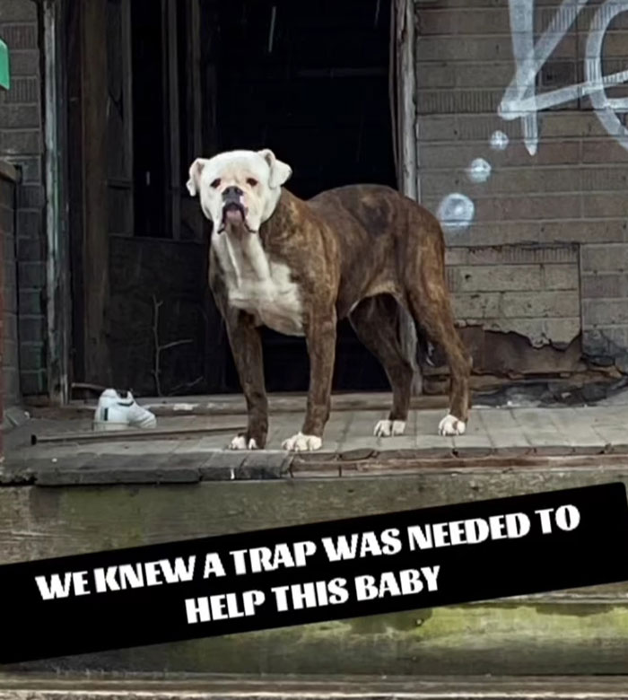 We Kept Finding Dogs On The Brink Of Death In Detroit - So We Started A Dog Rescue (13 Pics) We Kept Finding Dogs On The Brink Of Death In Detroit - So We Started A Dog Rescue (13 Pics)