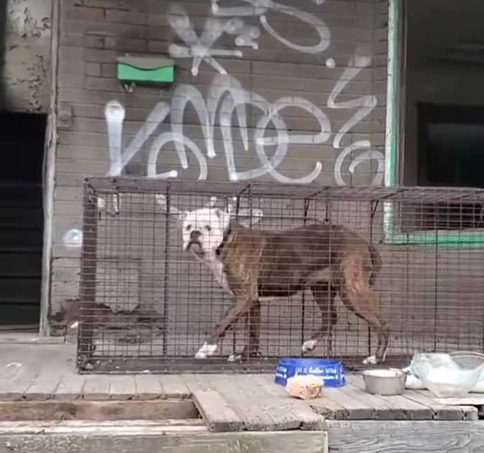 We Kept Finding Dogs On The Brink Of Death In Detroit - So We Started A Dog Rescue (13 Pics) We Kept Finding Dogs On The Brink Of Death In Detroit - So We Started A Dog Rescue (13 Pics)