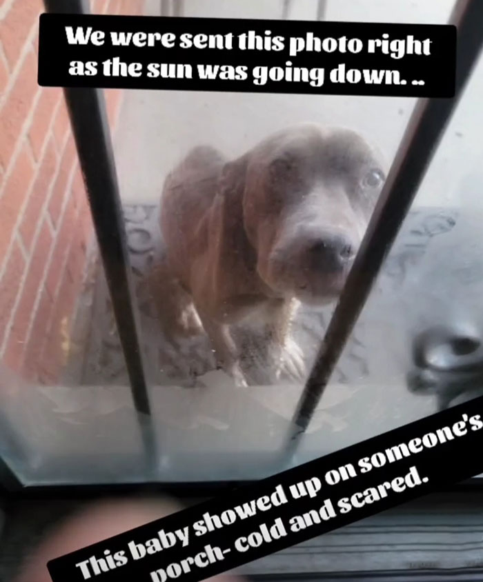 We Kept Finding Dogs On The Brink Of Death In Detroit - So We Started A Dog Rescue (13 Pics) We Kept Finding Dogs On The Brink Of Death In Detroit - So We Started A Dog Rescue (13 Pics)