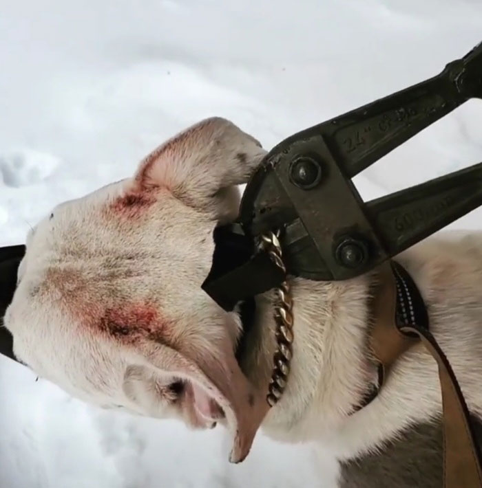 We Kept Finding Dogs On The Brink Of Death In Detroit - So We Started A Dog Rescue (13 Pics)