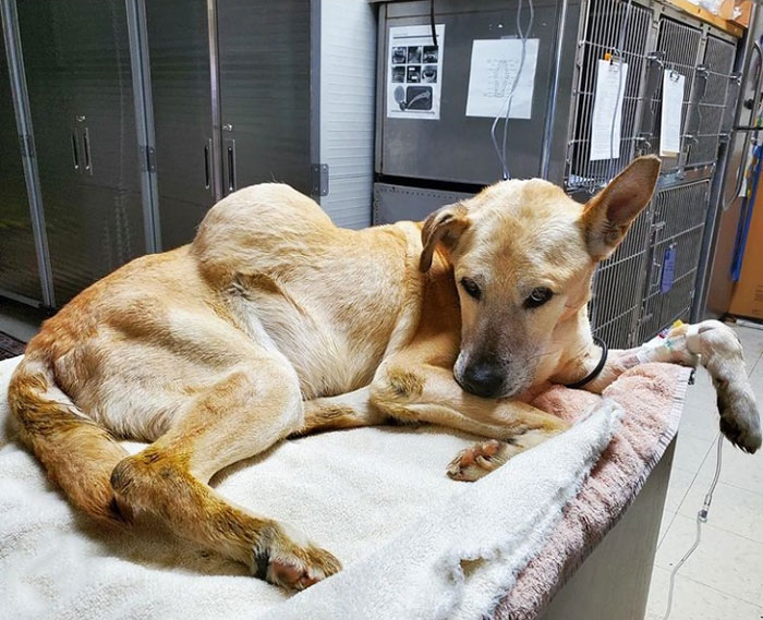 We Kept Finding Dogs On The Brink Of Death In Detroit - So We Started A Dog Rescue (13 Pics) We Kept Finding Dogs On The Brink Of Death In Detroit - So We Started A Dog Rescue (13 Pics)