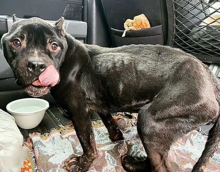 We Kept Finding Dogs On The Brink Of Death In Detroit - So We Started A Dog Rescue (13 Pics) We Kept Finding Dogs On The Brink Of Death In Detroit - So We Started A Dog Rescue (13 Pics)