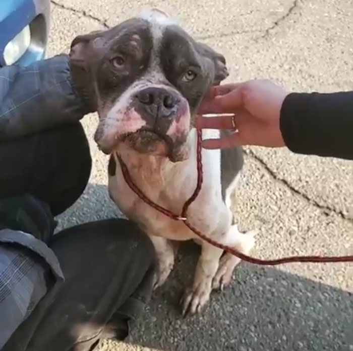 We Kept Finding Dogs On The Brink Of Death In Detroit - So We Started A Dog Rescue (13 Pics) We Kept Finding Dogs On The Brink Of Death In Detroit - So We Started A Dog Rescue (13 Pics)