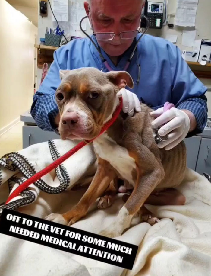 We Kept Finding Dogs On The Brink Of Death In Detroit - So We Started A Dog Rescue (13 Pics)