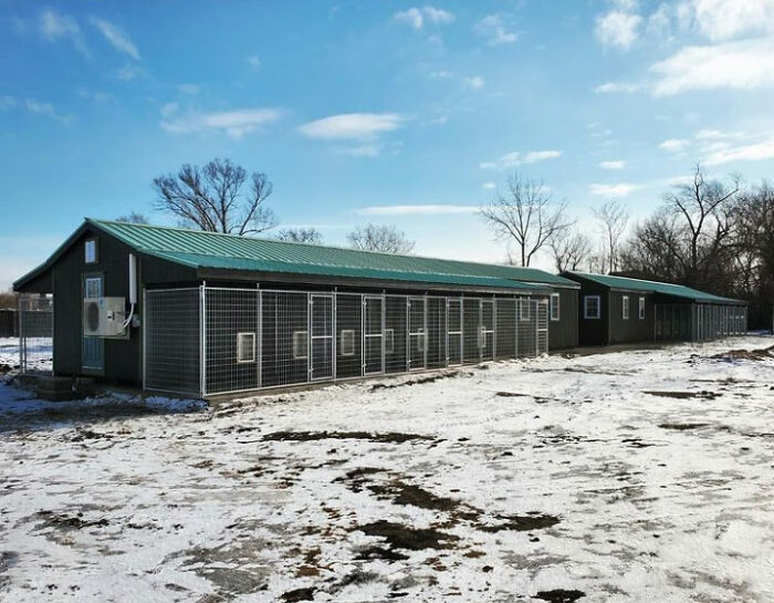 We Kept Finding Dogs On The Brink Of Death In Detroit - So We Started A Dog Rescue (13 Pics)