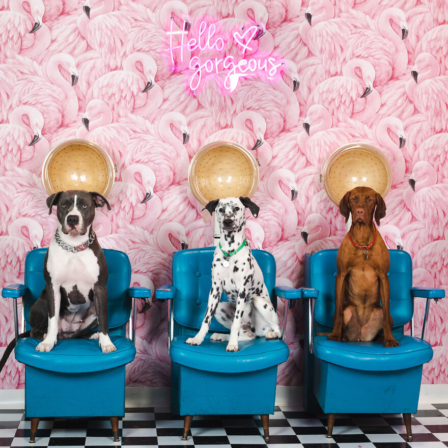 Sit. Stay. Slay. Amirite?!