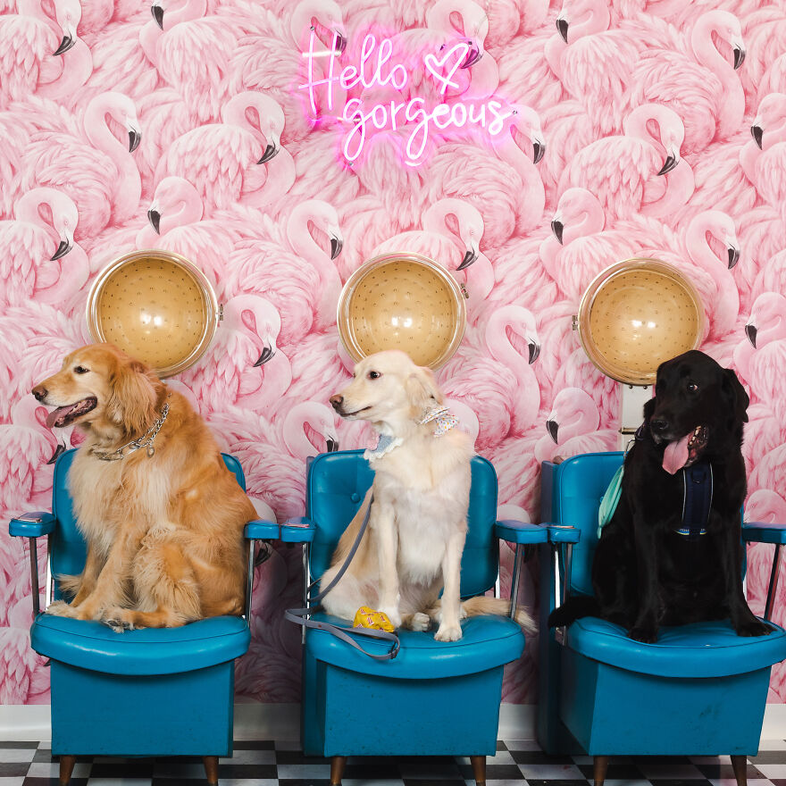 Did Someone Say Treats?