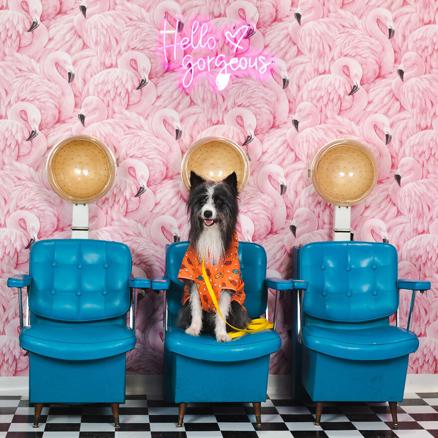 Buddy Here Saw The Flamingos And Went Full Florida On Us