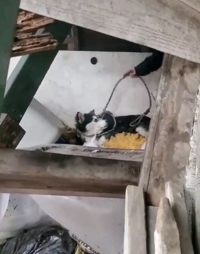 We Kept Finding Dogs On The Brink Of Death In Detroit - So We Started A Dog Rescue (13 Pics)