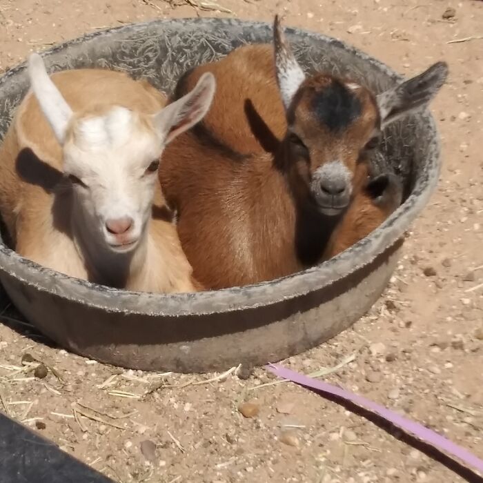 Week Old Baby Goats!
