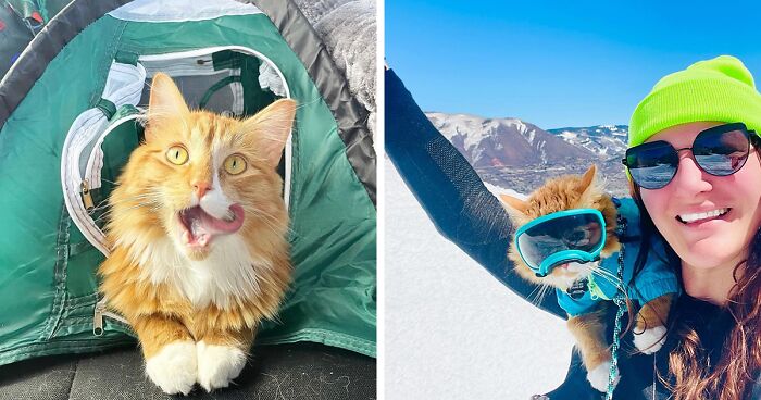 This Orange Cat Loves To Go On All Kinds Of Adventures And Brings A Smile To Everyone He Meets