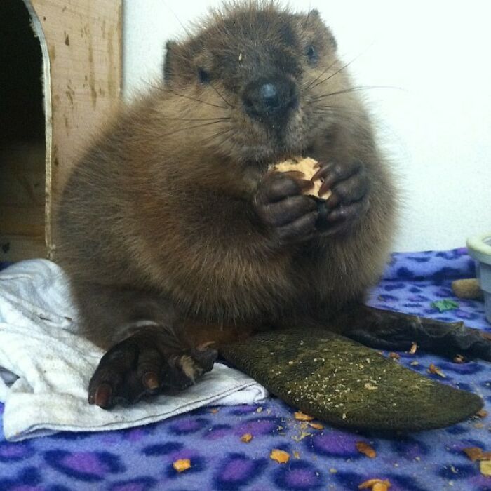 Meet My New Friend Beatrice The Beaver