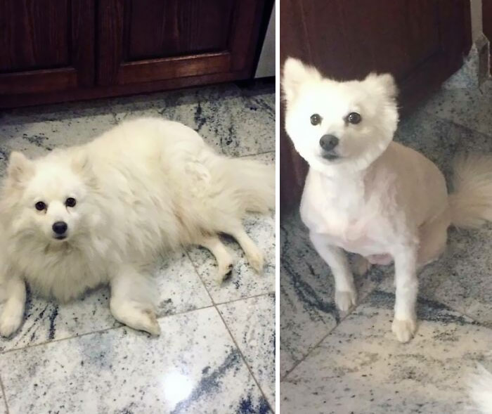 Friends, Let’s Never Forget The Time I Took My Beautiful American Eskimo For A Well Intentioned 'Nice' Summer Cut. Here Is The 'Before And After' For Your Amusement