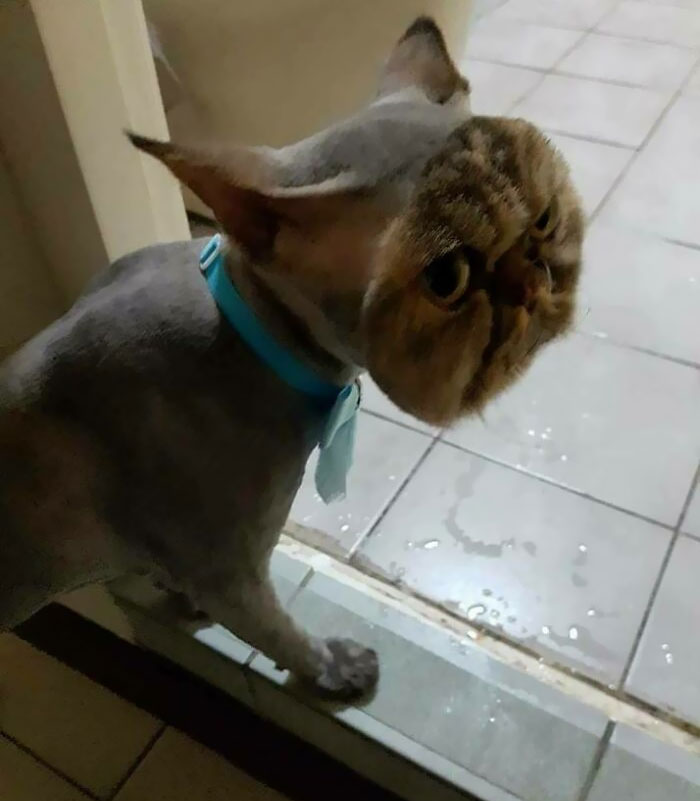 This Cat Fully Shaved... Except For Its Face