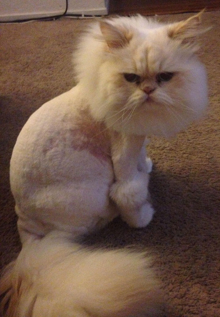This Is My Cat Chips. He Got A Bad Haircut