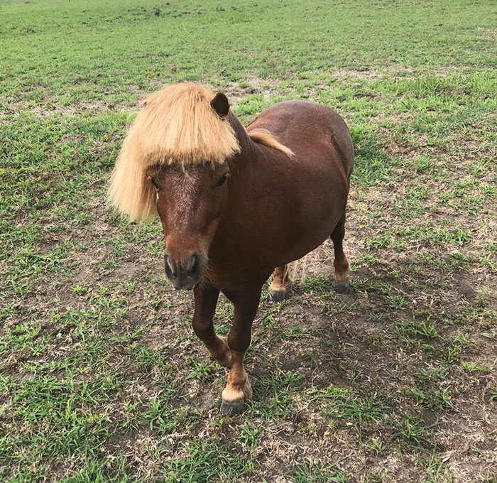 Mom Thought It Would Be A Good Idea To Cut Our Pony's Hair Cause It Couldn't See