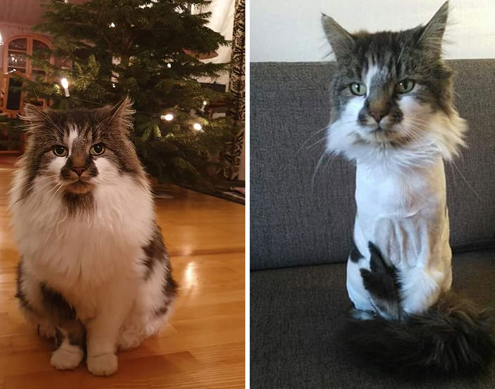 My Cat Gets A Lion Haircut Every Summer, And Who Would Have Thought It Could Be This Easy To Acquire A Summer Bod?