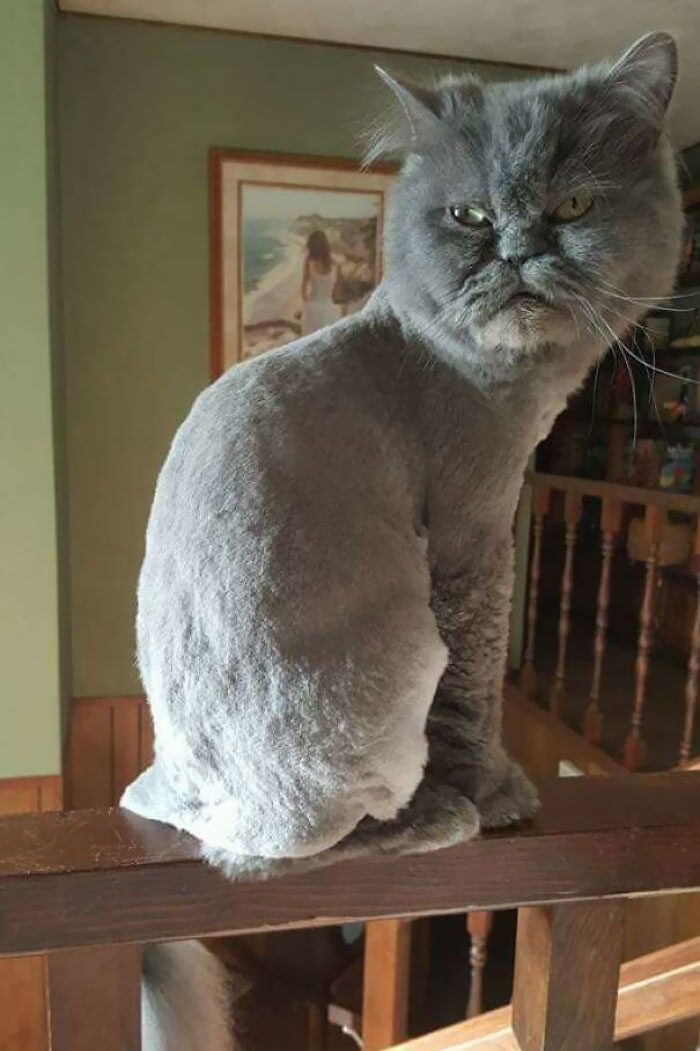 My Parent's Cat Walked Through A Wax Warmer And Had To Get A Haircut