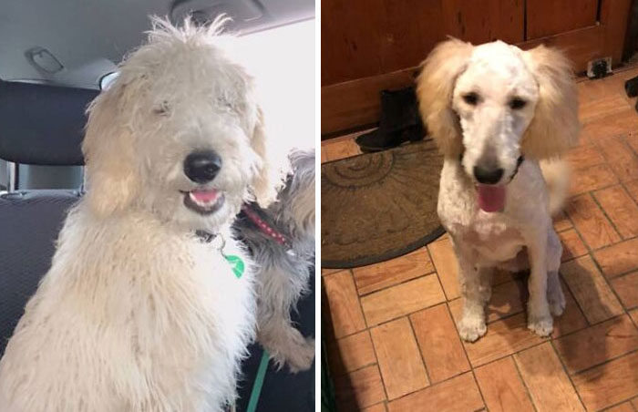 So My Floof Got A Bit Out Of Control And Mama Took Me For A Groom
