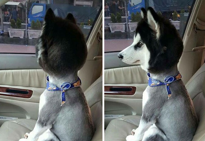 40 Personas que llevaron sus mascotas a la peluquería y creyeron que les devolvieron al perro equivocado (nuevas fotos)