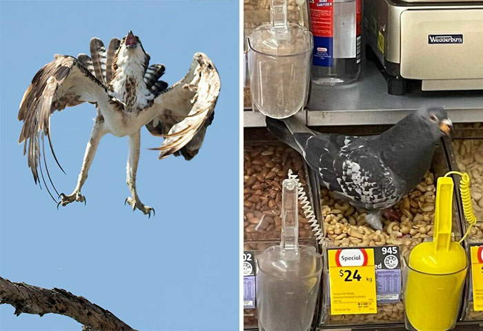 40 Fotos de pájaros tan terribles como divertidas, compartidas en este grupo de Facebook
