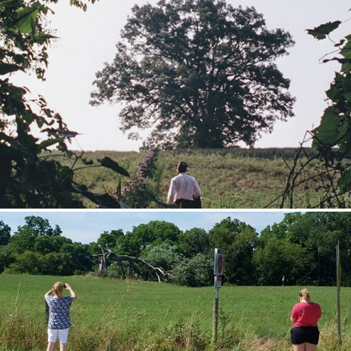 It Was Always A Personal Dream To Be Able To Go And Visit This Remarkable Oak Tree In The Shawshank Redemption