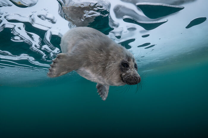 Beneath The Ice: I Took Underwater Shots Of Lake Baikal's Seals (16 Pics) Beneath The Ice: I Took Underwater Shots Of Lake Baikal's Seals (16 Pics)
