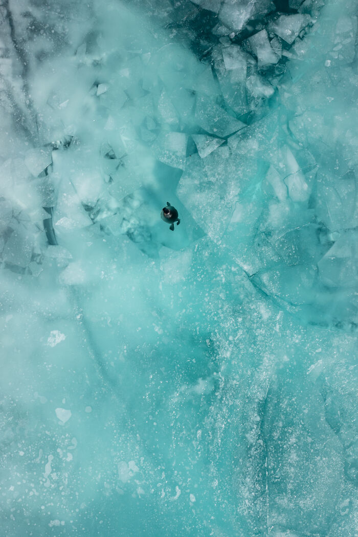 Beneath The Ice: I Took Underwater Shots Of Lake Baikal's Seals (16 Pics)
