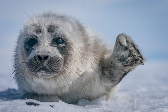 Beneath The Ice: I Took Underwater Shots Of Lake Baikal's Seals (16 Pics)