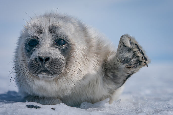 Beneath The Ice: I Took Underwater Shots Of Lake Baikal's Seals (16 Pics) Beneath The Ice: I Took Underwater Shots Of Lake Baikal's Seals (16 Pics)