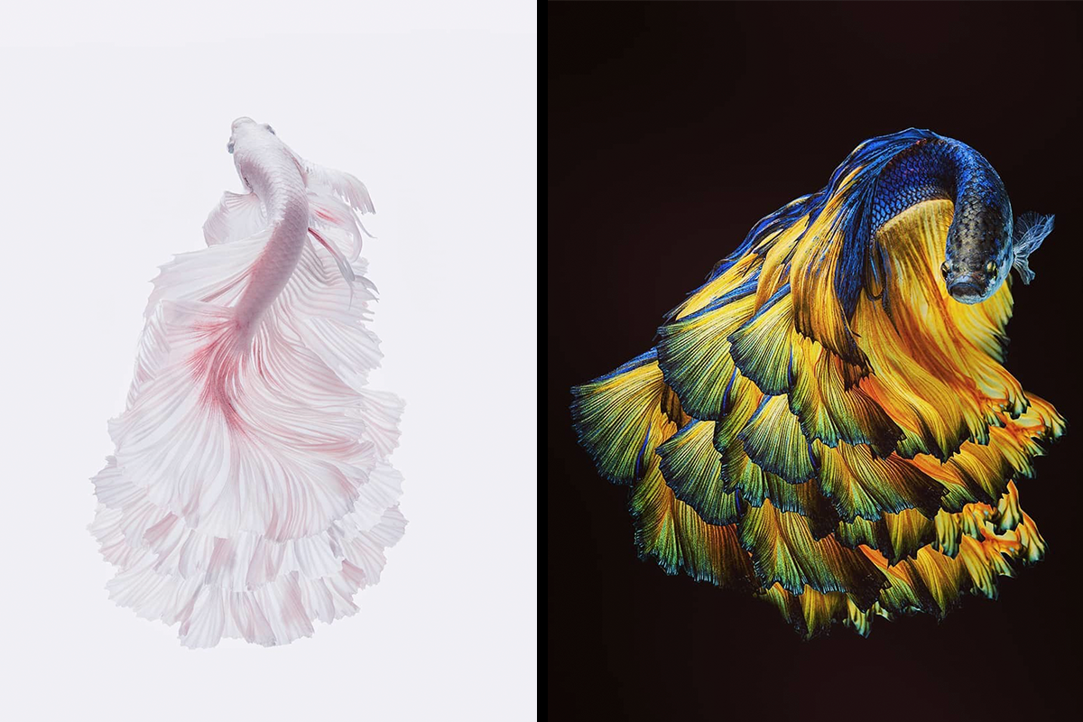 I Photographed Betta Fish In All Sorts Of Colors And Patterns (35 Pics)