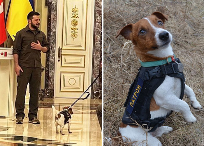 Hero Pup Patron Awarded Medal By Ukrainian President Zelensky For Sniffing Out Over 250 Bombs And Munitions