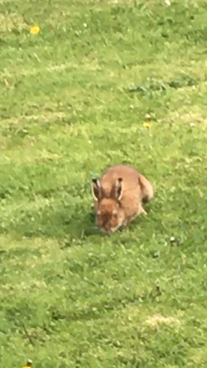 I Saw This Little Guy In My Garden Last Week.