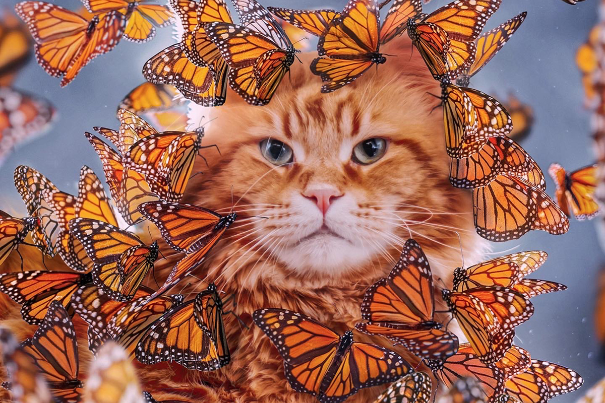 monarch butterfly decor｜TikTok Search