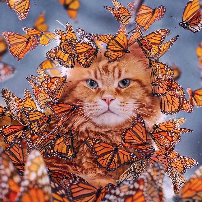 I Went To The Monarch Butterfly Biosphere Reserve In Mexico, And Here Are 23 Pictures I Took