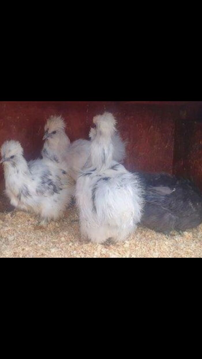 These Are My Silkie Chickens Black One Is Called Bandit Just Need Name Suggestions For Others