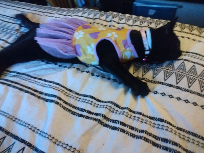 Granddaughter's Cat Snuck On My Bed Her Tutu Though Lol