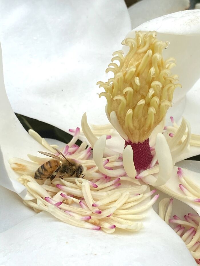 A Busy Bee Enjoying One Of My Magnolia Little Gem Flower. The Flower Is The Size Of My Hand.